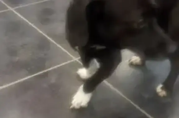 Найдена собака, Нижний Новгород, фото: Найден собака, мужской, улица Ванеева, 6, Нижний Новгород - черная с белой мордочкой