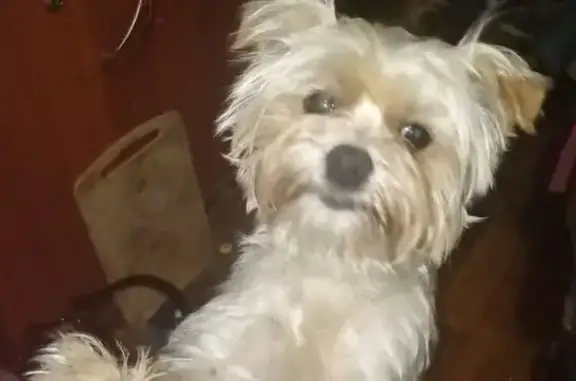 Пропал собака, 2-й проезд Чернышевского, Краснодар - добрый йорк смешанный - photo