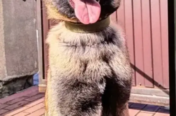 Найдена собака, Рогово, фото: Найден собака, Москва, Белоусово - вероятно, малинуа