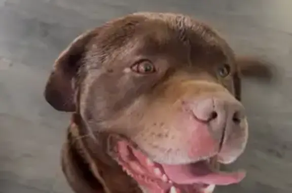 Найдена собака, Казань, фото: Найден собака, мужской, улица Салиха Батыева, Казань - коричневый лабрадор