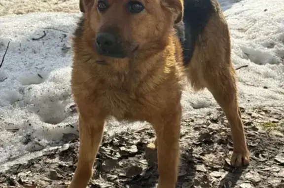 Найдена собака, Нижний Новгород, фото: Найдена собака, проспект Ленина, 77, Нижний Новгород - добрая и ласковая