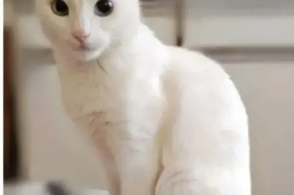 Пропала кошка, улица Кузьмина, 46, Павловский Посад - полностью белая, глаза разного цвета - photo