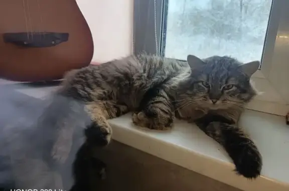 Пропал кот, Котлас, Архангельская область - серый с синим ошейником - photo