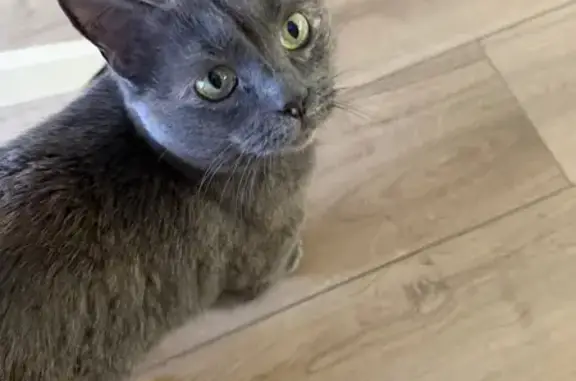 Объявления о пропавших и найденных животных, Ярославль, фото: Найдена кошка, улица Городской Вал, 15 к1, Ярославль - серая с коричнево-рыжими выкрасками