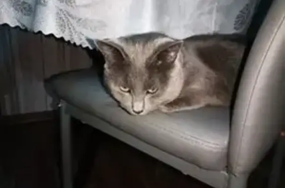 Кошки потеряшки, Мурманск, фото: Потеряшка кот, улица Олега Кошевого, 10, Мурманск - дымчатый окрас