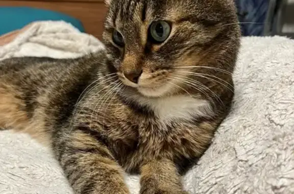 Пропал кот, Чердынская улица, 17, Пермь - photo