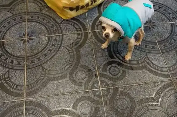 Пропал собака, мужской, 1-й Газонный переулок, 10, Челябинск - рыжий, ушёл из дома - photo