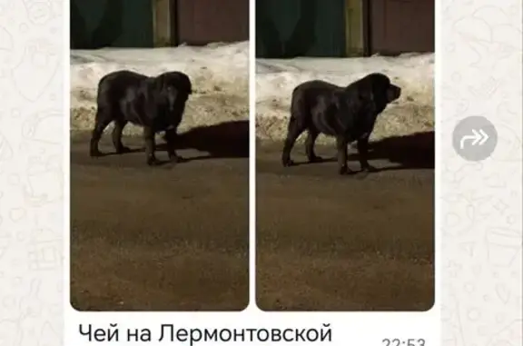 Пропал собака, Костомаровская улица, 1 к8, Пушкино - кобель с белым пятном на груди - photo