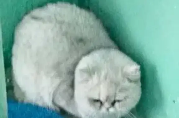 Найдена кошка, Липецк, фото: Найдена кошка, Депутатская улица, 81, Липецк - пушистая породистая светлого окраса
