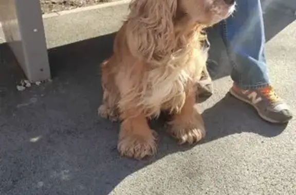 Найдена собака, Санкт-Петербург, фото: Найден собака, мужской, Гражданский проспект, 105 к2, Санкт-Петербург - кокер спаниель, цвет палех, конопатый