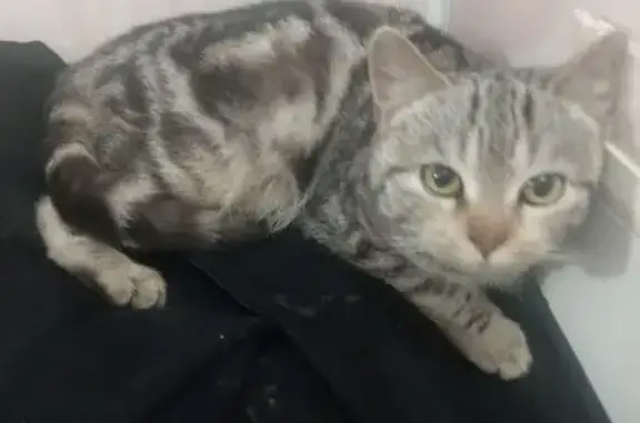 Найдена кошка, Нижнекамск, фото: Найдена кошка, улица Гагарина, 38, Нижнекамск - ласковая, без блох