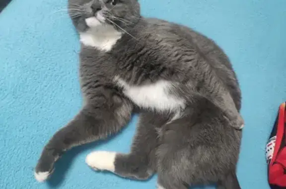 Объявления о пропавших и найденных животных, Железногорск-Илимский, фото: Пропала кошка, улица Янгеля, Железногорск-Илимский - зовут Ася