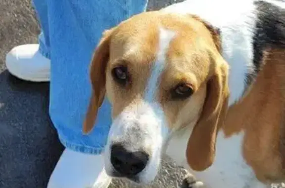 Найден собака, мужской, улица Фатыха Амирхана, 36Б, Казань - photo