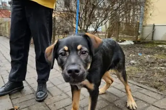 Найдена собака, женский пол, Приморский проспект, 147, Санкт-Петербург - photo