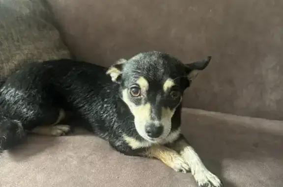 Найдена собака, Чурилово, фото: Найдена собака, Чурилово