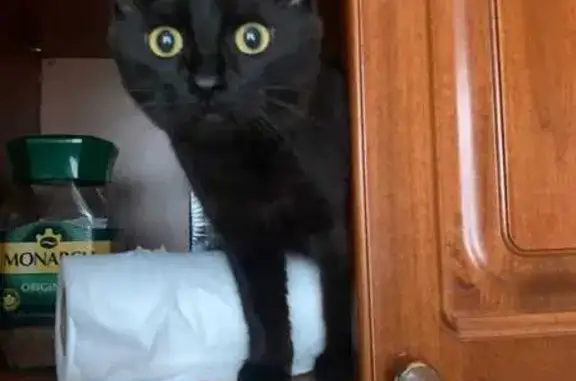 Пропала кошка, Московский проспект, Воронеж - молоденькая, полностью черная - photo