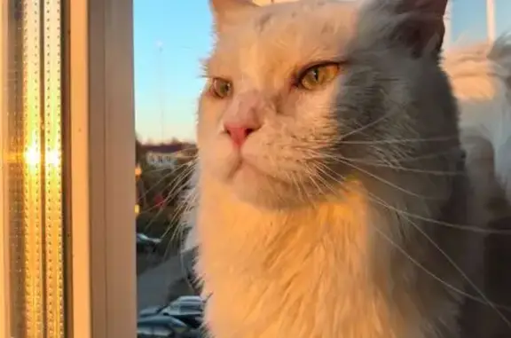 Пропал кот, проспект Ленина, 22, Подпорожье - белоснежный с пятнышком на макушке - photo