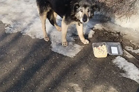 Найдена собака, Пушкино, фото: Найдена собака, Пушкино, Московская область - пожилая метис в ошейнике