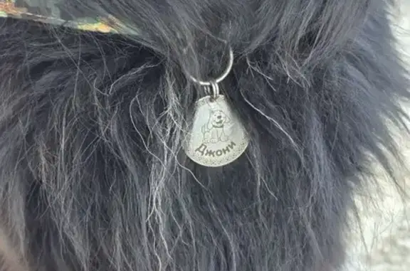 Объявления о пропавших и найденных животных, Иваново, фото: Найден собака, проспект Текстильщиков, 119, Иваново