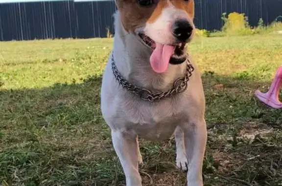 Пропал собака, Институтская улица, 20, Щёлково - белый с рыжими пятнами - photo