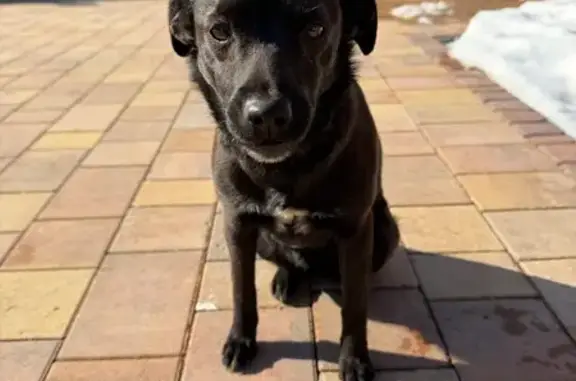 Найдена собака, Любаново, фото: Найдена собака, сучка, Любаново, Московская область