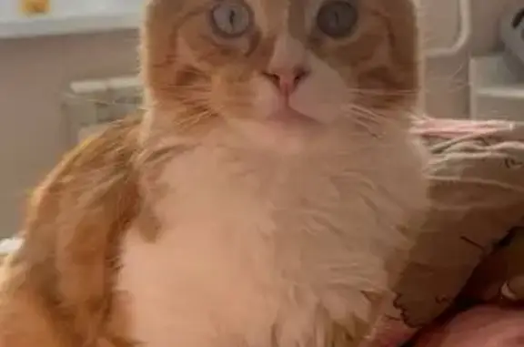 Пропал кот, улица Героя Советского Союза Усилова, Нижний Новгород - полугодовалый, рыжий с разными глазами - photo