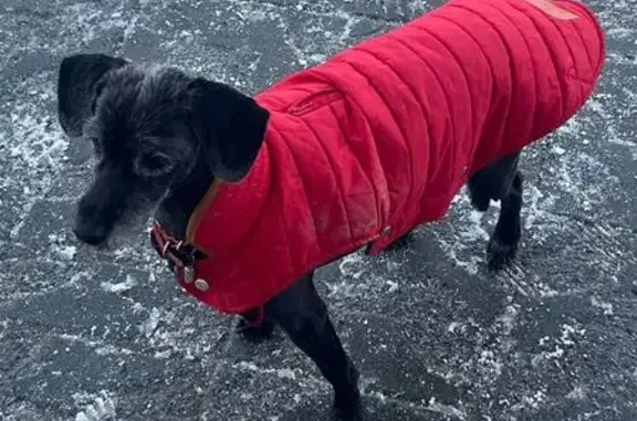 Собаки потеряшки, Новосибирск, фото: Потеряшка собака, женский пол, улица Пархоменко, 27, Новосибирск - черная с красным пальтишком