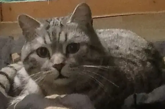 Кошки потеряшки, Новокузнецк, фото: Потеряшка кот, Новокузнецк, Кузнецкий район, может откликаться на Кюри или Кюра