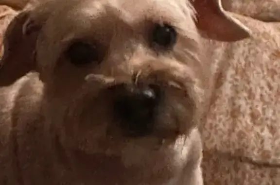 Пропал собака, Якутск, Республика Саха (Якутия) - бежевый убежал - photo