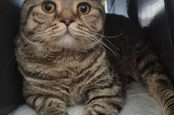 Пропал кот, улица Марченко, 11А, Челябинск - крупный, зовут Барсик - photo