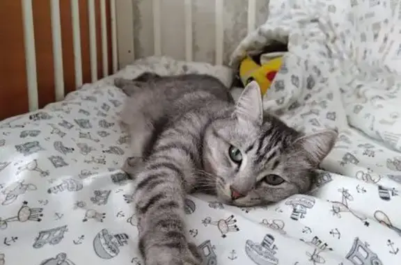 Пропала кошка, Чернушка, Пермский край - серая, боится людей - photo