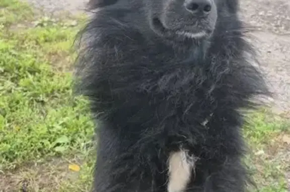 Пропала собака, Заречинское сельское поселение, Рязанская область - дружелюбный и контактный - photo