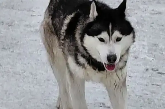 Найдена собака, Новосибирск, фото: Найден собака, мужской, 2-я Школьная улица, Новосибирск - похож на хаски или маламута