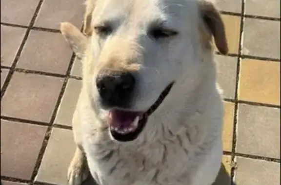 Пропала собака, Новая улица, Динская - лабрадор с розовой бородавкой - photo