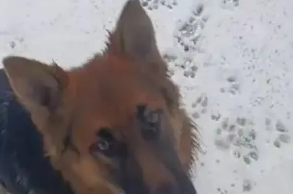 Пропала собака, улица Энтузиастов, Балашов - длинношерстная немецкая овчарка - photo