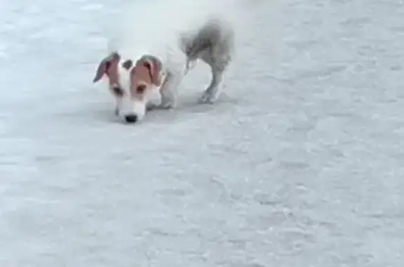 Найдена собака, Оренбург, фото: Найден собака, мужской, улица Чкалова, 55, Оренбург