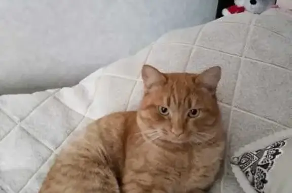 Пропал кот, улица Ленина, Чебаркуль - рыжий, гладкошёрстый, травмированная лапа - photo