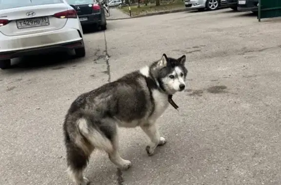 Найдена собака, Калининград, фото: Найдена собака, Красносельская улица, 82 к1, Калининград - предположительно хаски