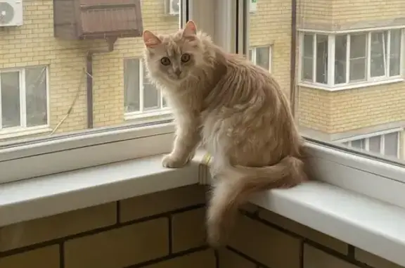 Кошки потеряшки, Краснодар, фото: Потеряшка кот, улица Петра Метальникова, 7, Краснодар - светло-рыжий, 6 месяцев