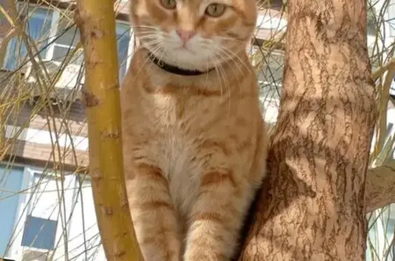 Пропал кот, Доломановский переулок, 19, Ростов-на-Дону - рыжий, ласковый, с чёрным ошейником - photo