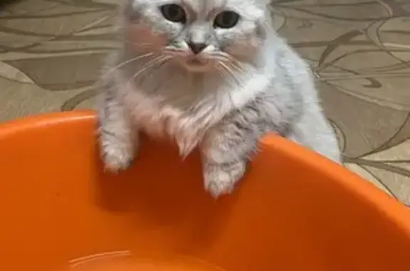 Пропала кошка, Московская улица, 47, Елабуга - светло-серый окрас, пушистая - photo