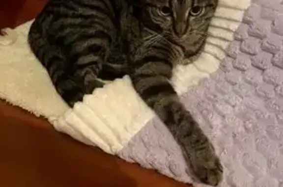 Кошки потеряшки, Санкт-Петербург, фото: Потеряшка кошка, Ленинский проспект, Санкт-Петербург - девочка 1 год, серый полосатый окрас