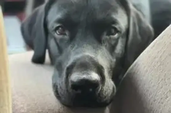 Пропал собака, Дунай, Приморский край - чёрный окрас, два года - photo