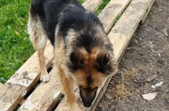 Пропала собака, женский пол, улица Почтовый Лог, Новосибирск - стерилизованная, очень добрая - photo