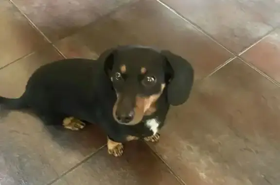 Пропал собака, Лесная улица, Знаменка - такса - photo