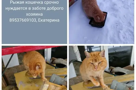 Найдена кошка, Верх-Тула, фото: Найдена кошка, 17/3, Верх-Тула - рыжая и ласковая