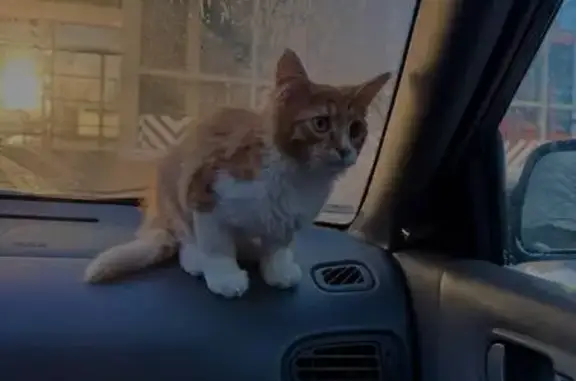 Пропал кот, улица Героя Советского Союза Усилова, 5, Нижний Новгород - разные глаза и изломанный хвост - photo