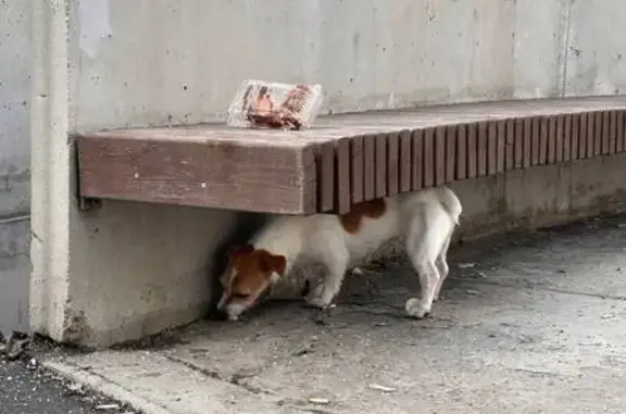 Найдена собака, Москва, фото: Найдена собака, улица Золоторожский Вал, 11 с22, Москва - Джек Рассел