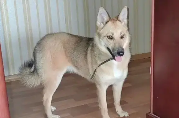 Найдена собака, Уфа, фото: Найдена собака, Лесной проезд, 8/2, Уфа - ведёт себя возбуждённо и любопытно