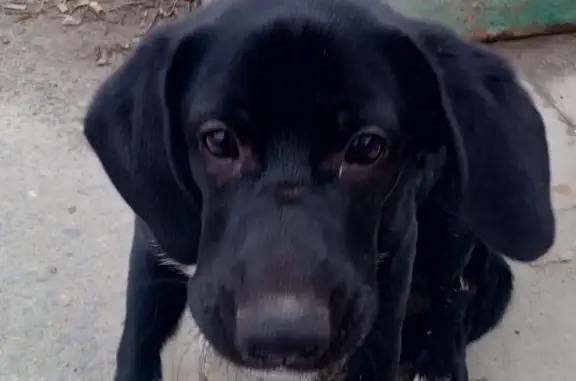 Найдена собака, Волгоград, фото: Найден собака, Волгоград, Волгоградская область - черный кобель щенок с зелёным ошейником